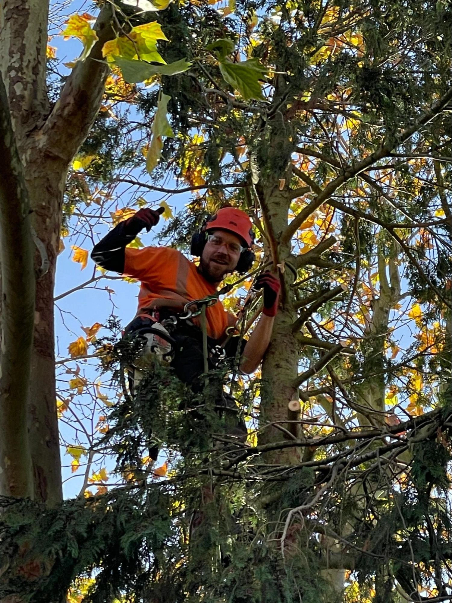 Seven Sisters Tree Care Experts